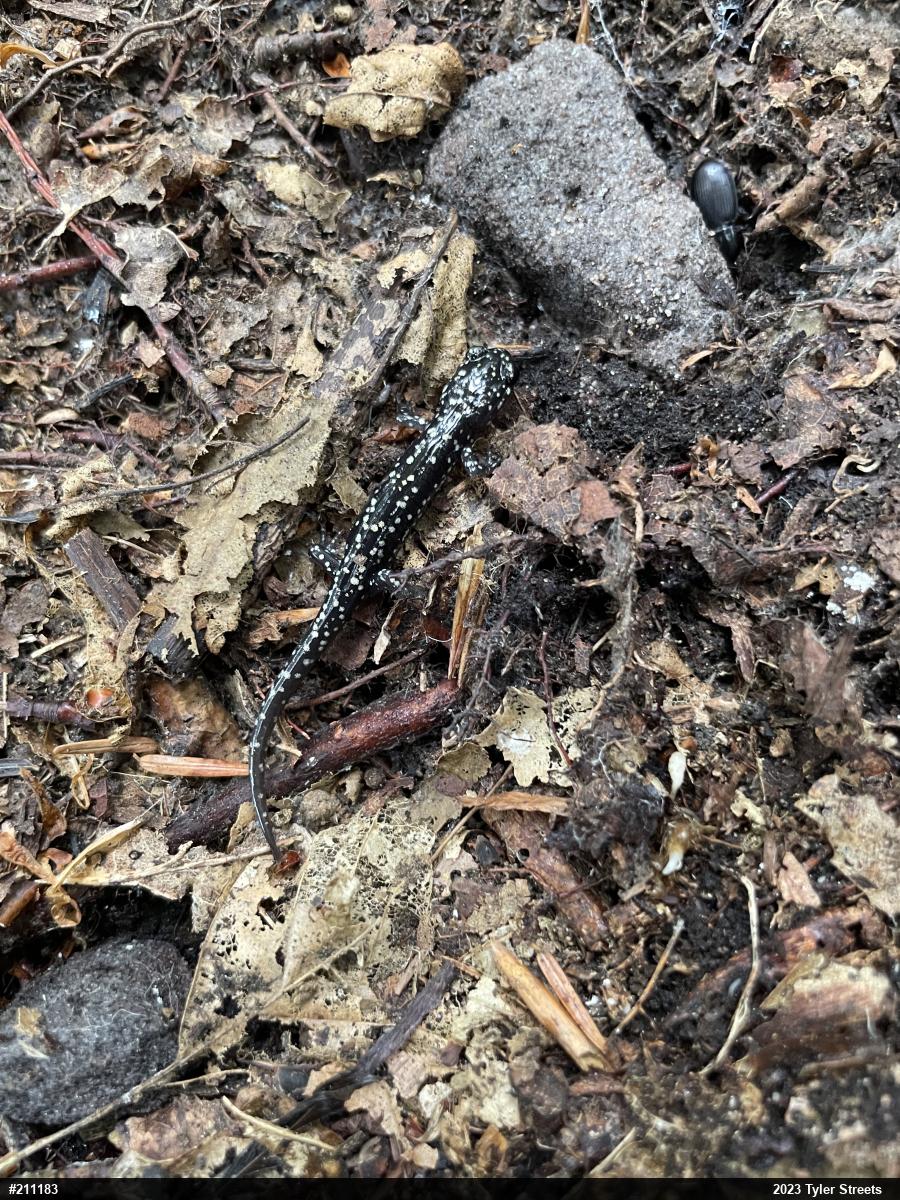 Northern Slimy Salamander