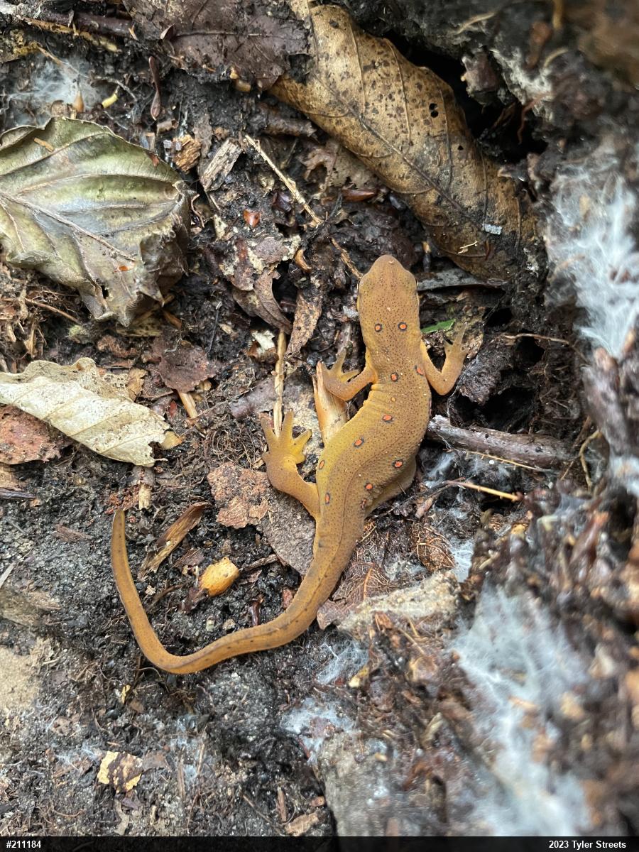 Red-spotted Newt