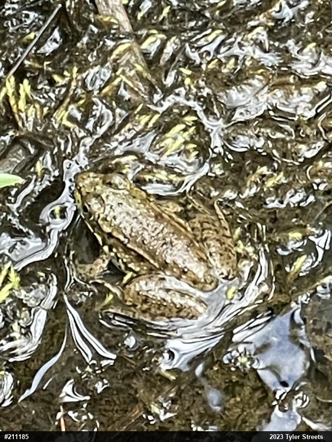 Green Frog