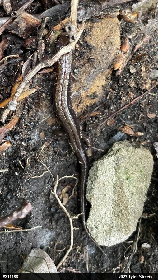 Allegheny Mountain Dusky Salamander