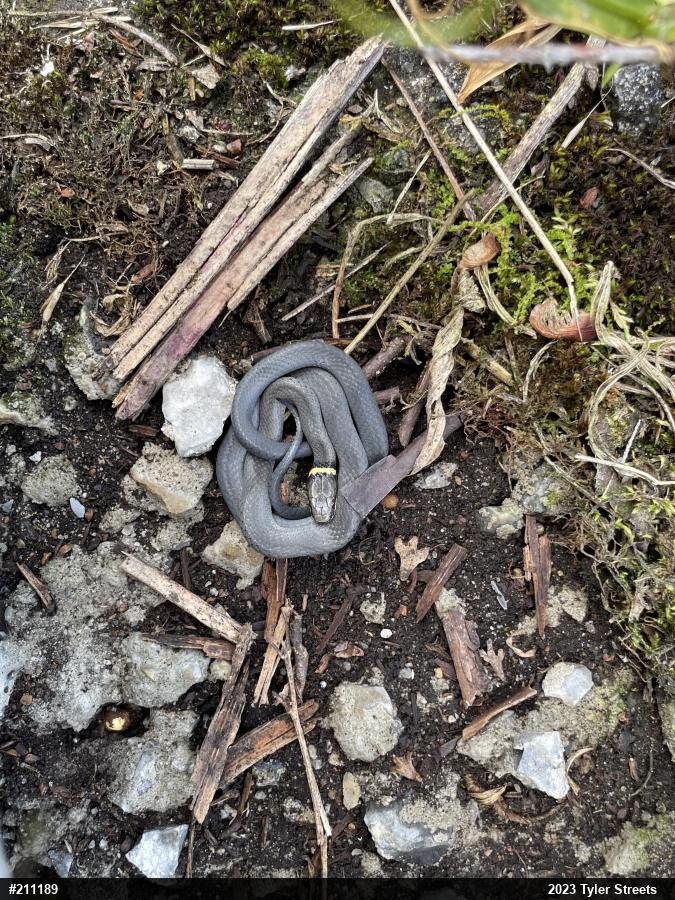 Northern Ring-necked Snake