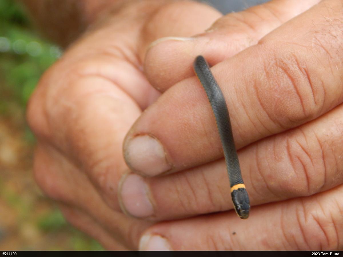 Northern Ring-necked Snake