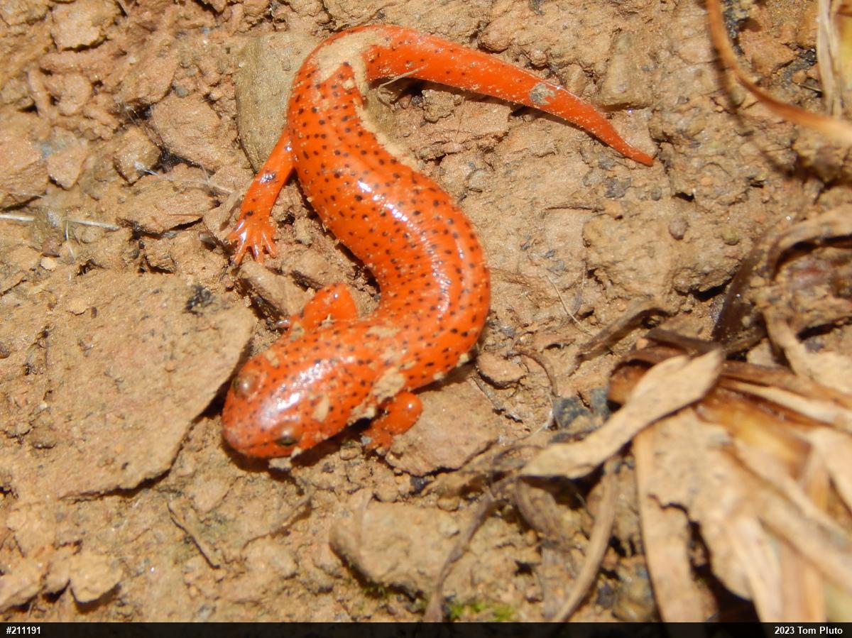 Northern Red Salamander