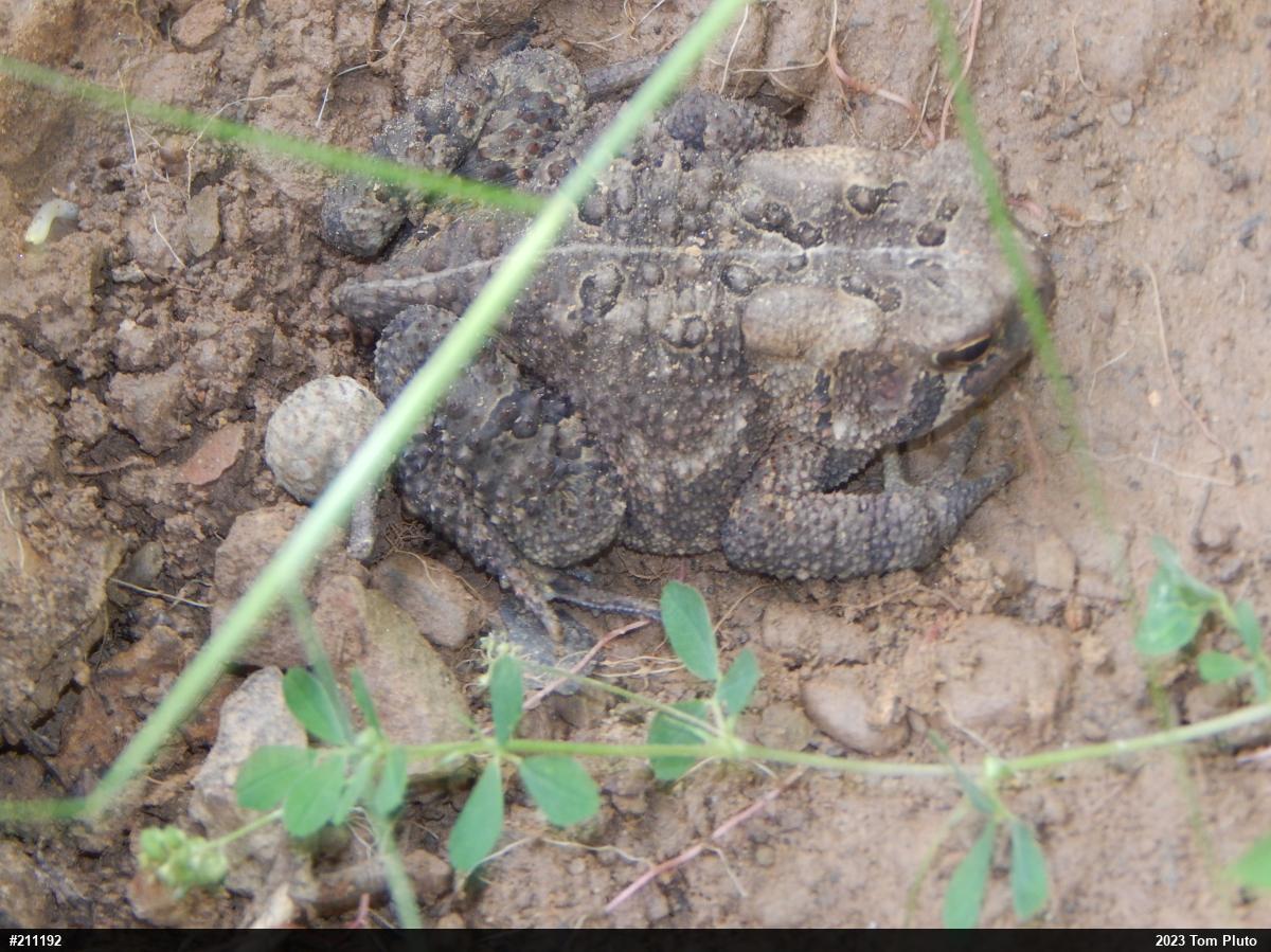 Eastern American Toad