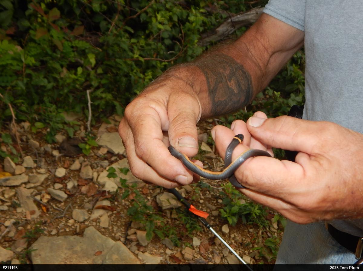 Northern Ring-necked Snake