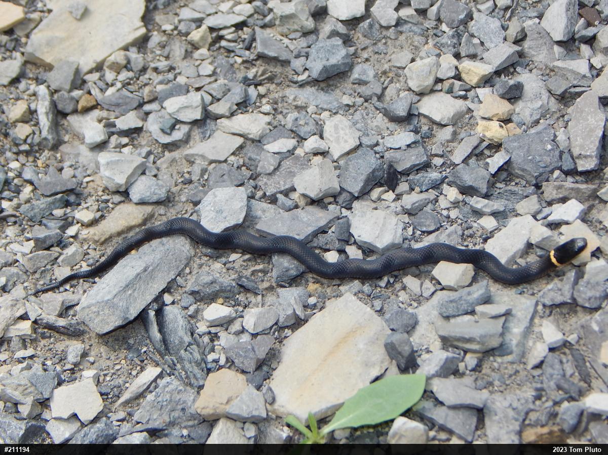 Northern Ring-necked Snake