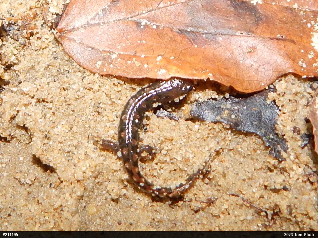 Seal Salamander