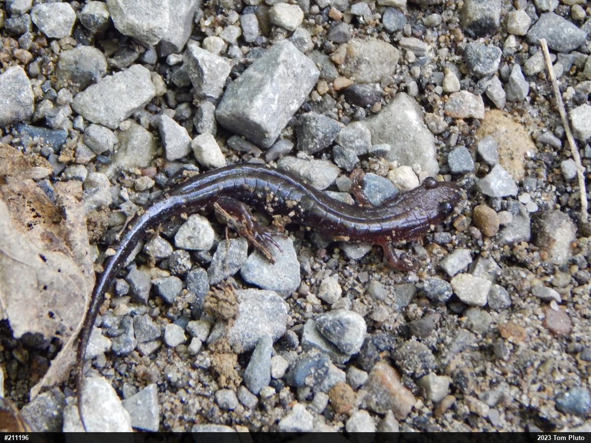Allegheny Mountain Dusky Salamander