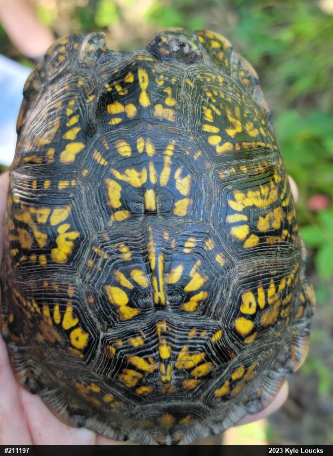 Eastern Box Turtle