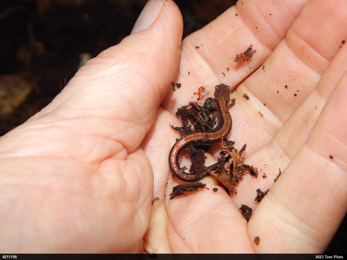 Eastern Red-backed  Salamander