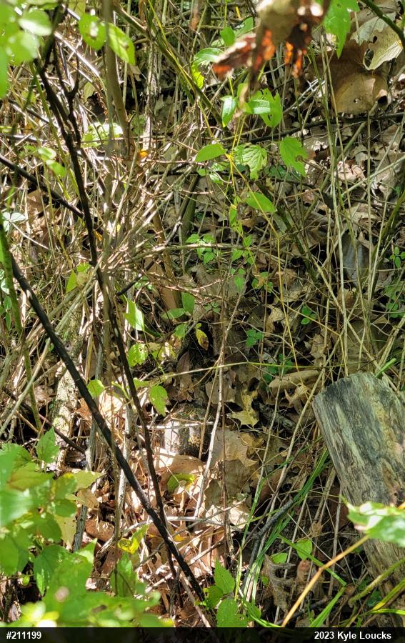 Eastern Box Turtle