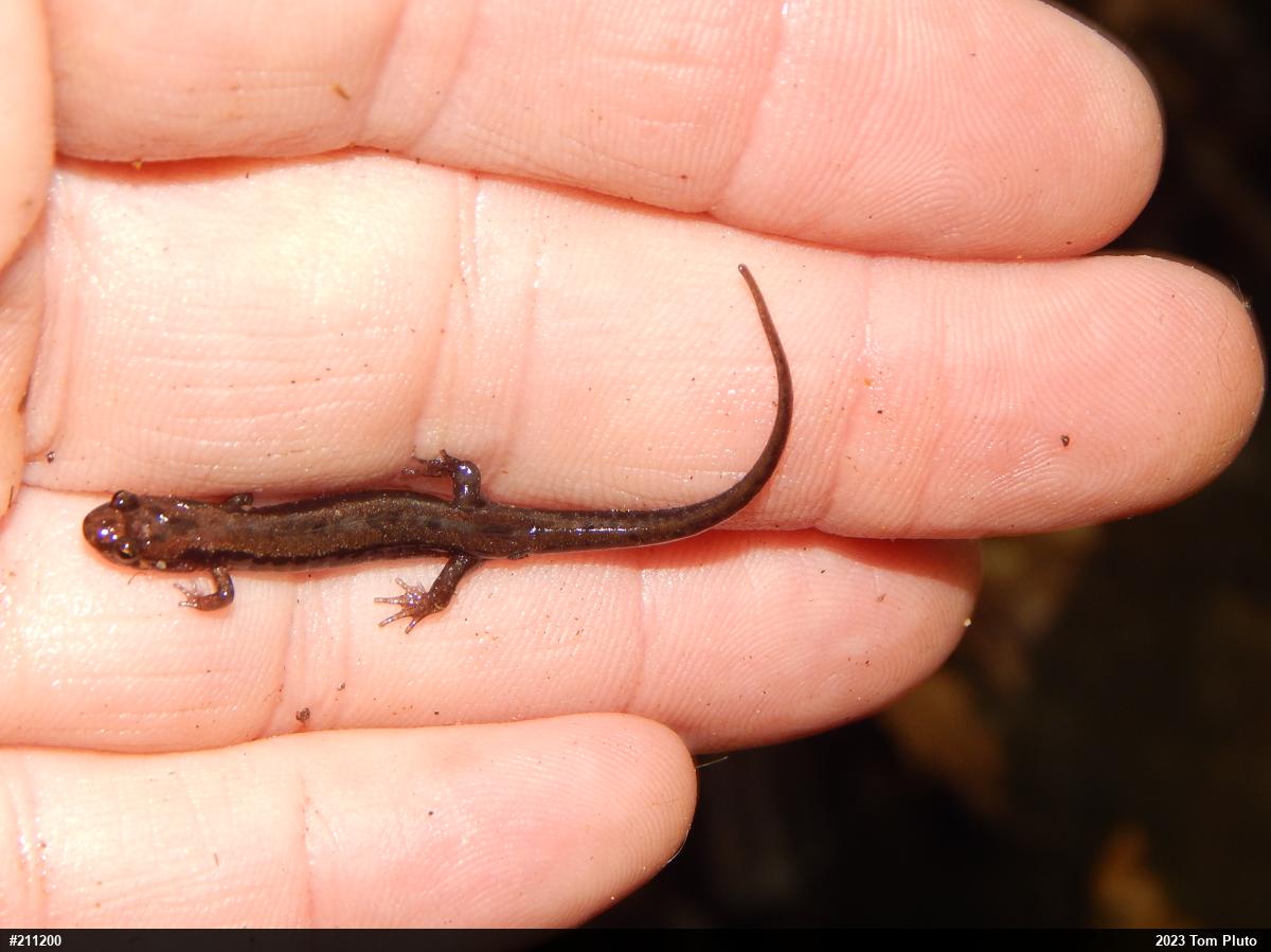 Allegheny Mountain Dusky Salamander