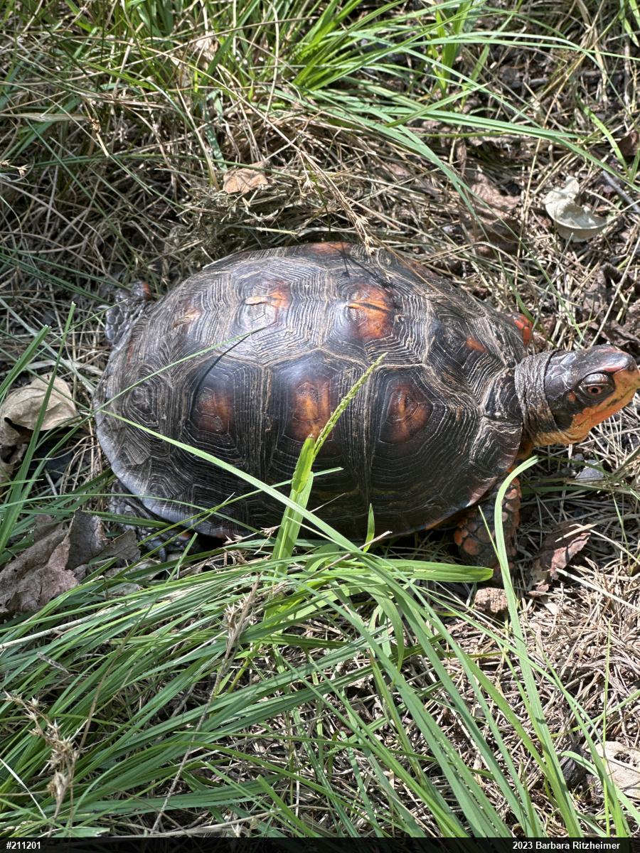 Eastern Box Turtle