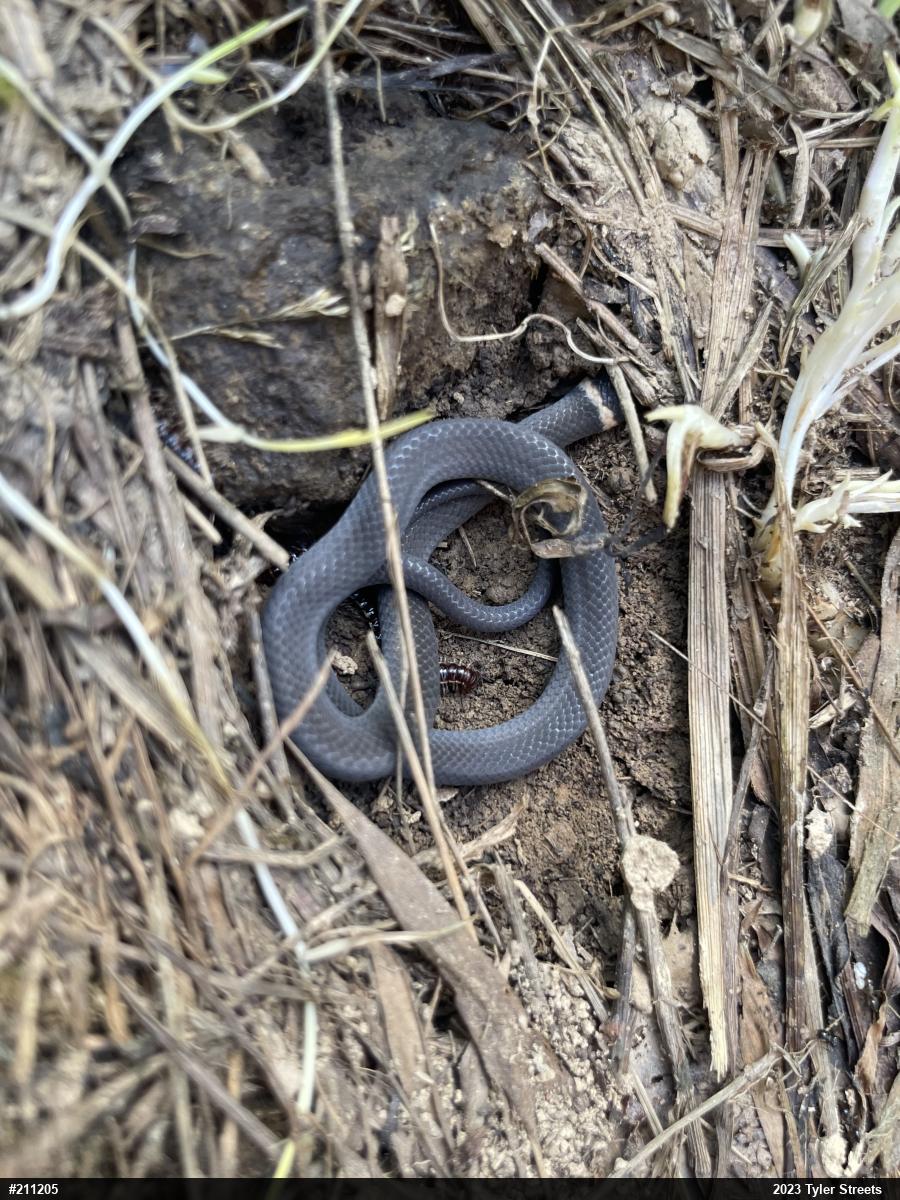 Northern Ring-necked Snake