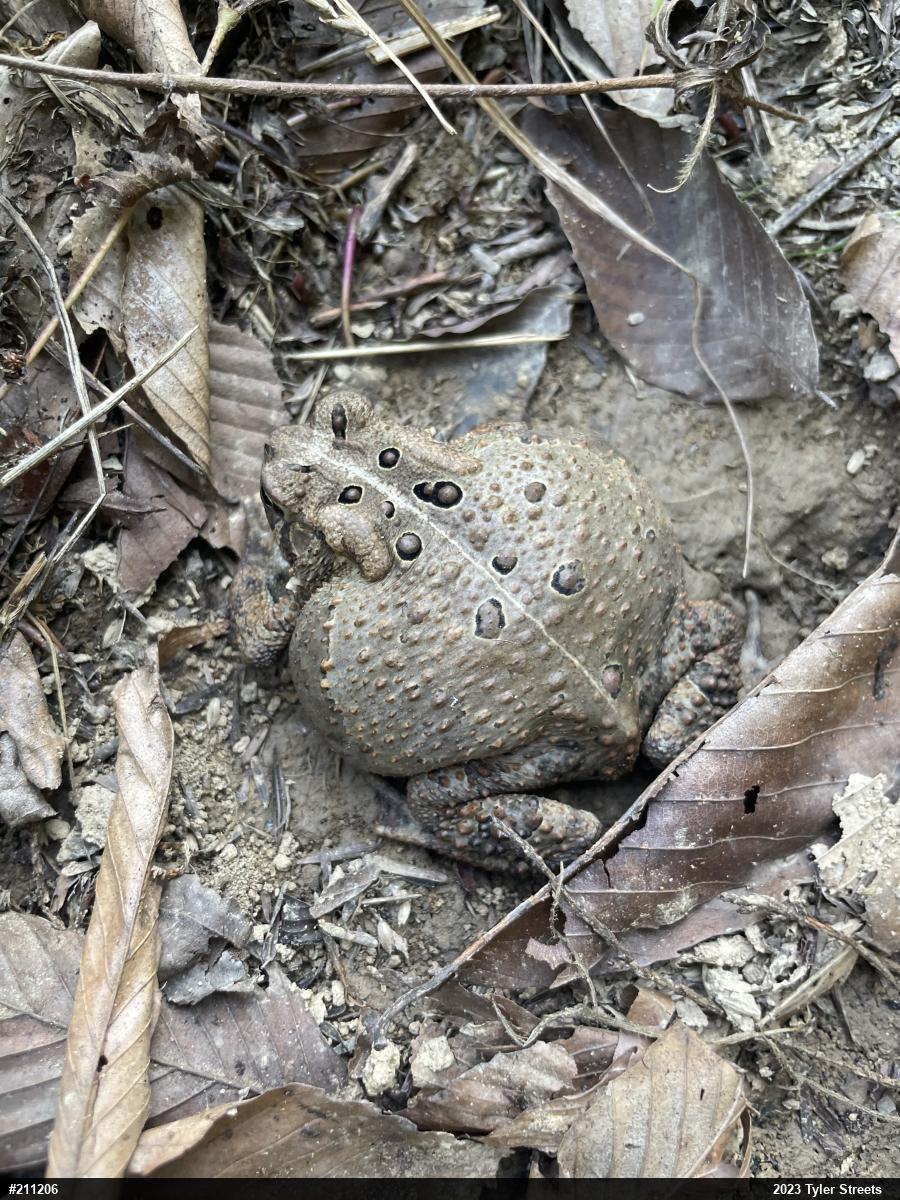 Eastern American Toad