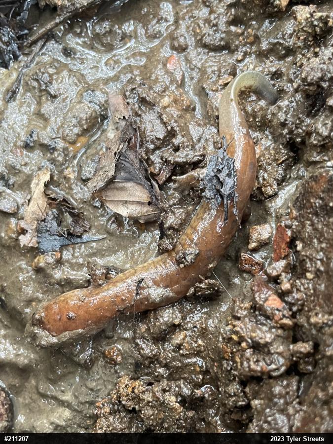 Northern Spring Salamander