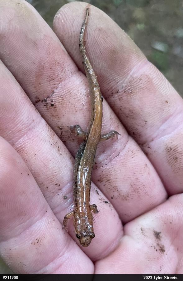 Allegheny Mountain Dusky Salamander