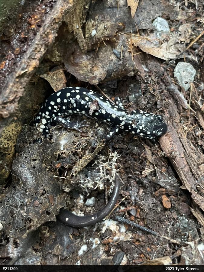 Northern Slimy Salamander