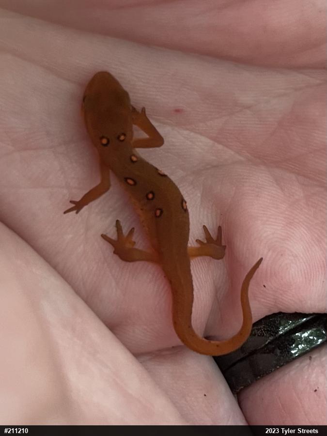 Red-spotted Newt