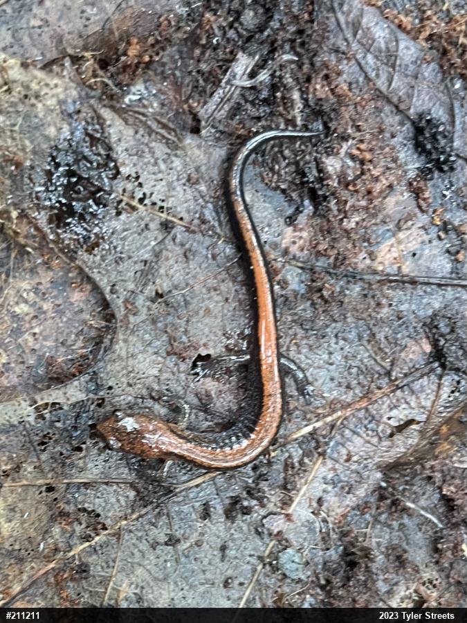 Eastern Red-backed  Salamander