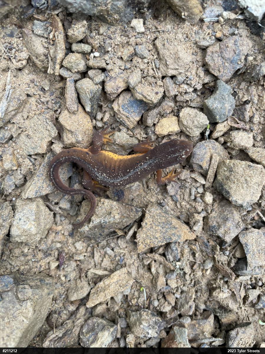 Red-spotted Newt