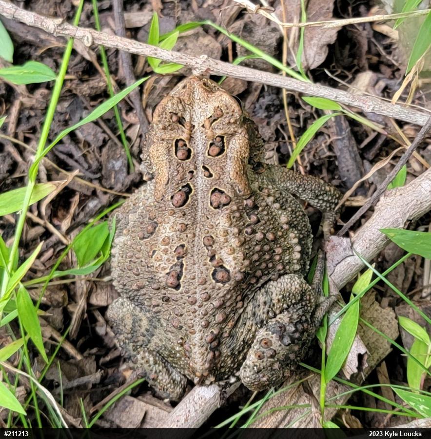 Eastern American Toad