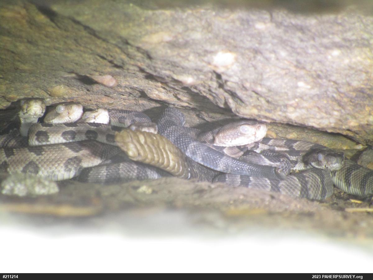 Timber Rattlesnake