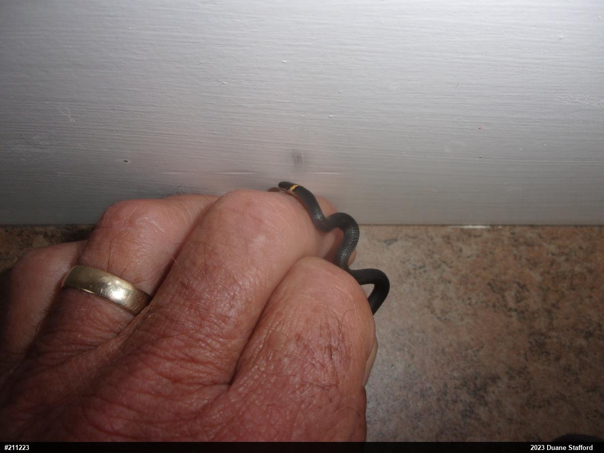 Northern Ring-necked Snake