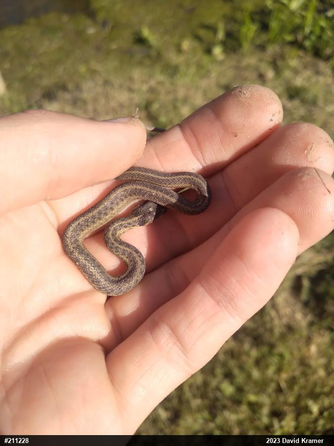 Eastern Gartersnake