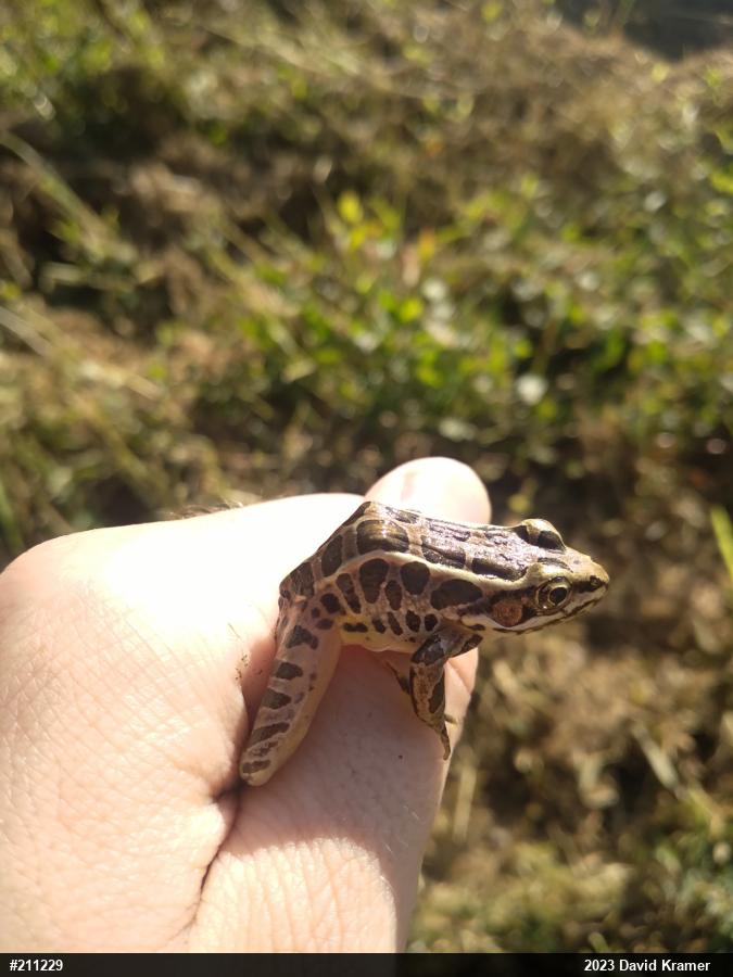 Pickerel Frog
