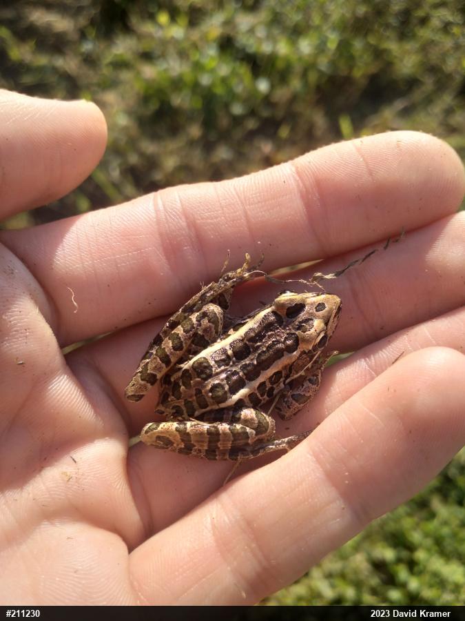 Pickerel Frog