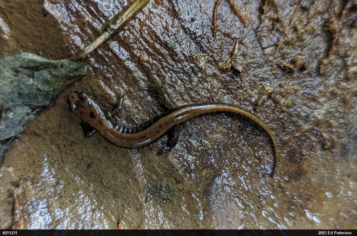Allegheny Mountain Dusky Salamander