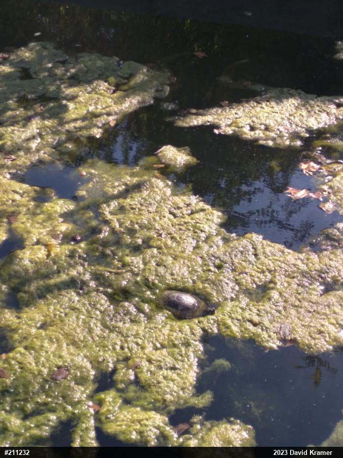 Yellow-bellied Slider