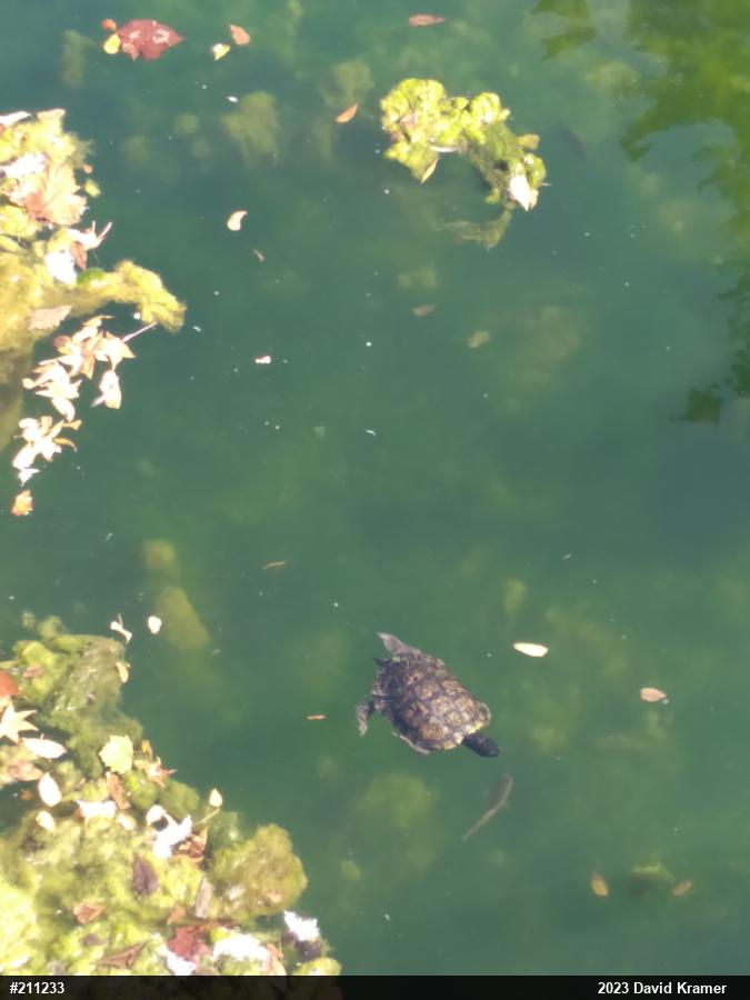Pond Slider