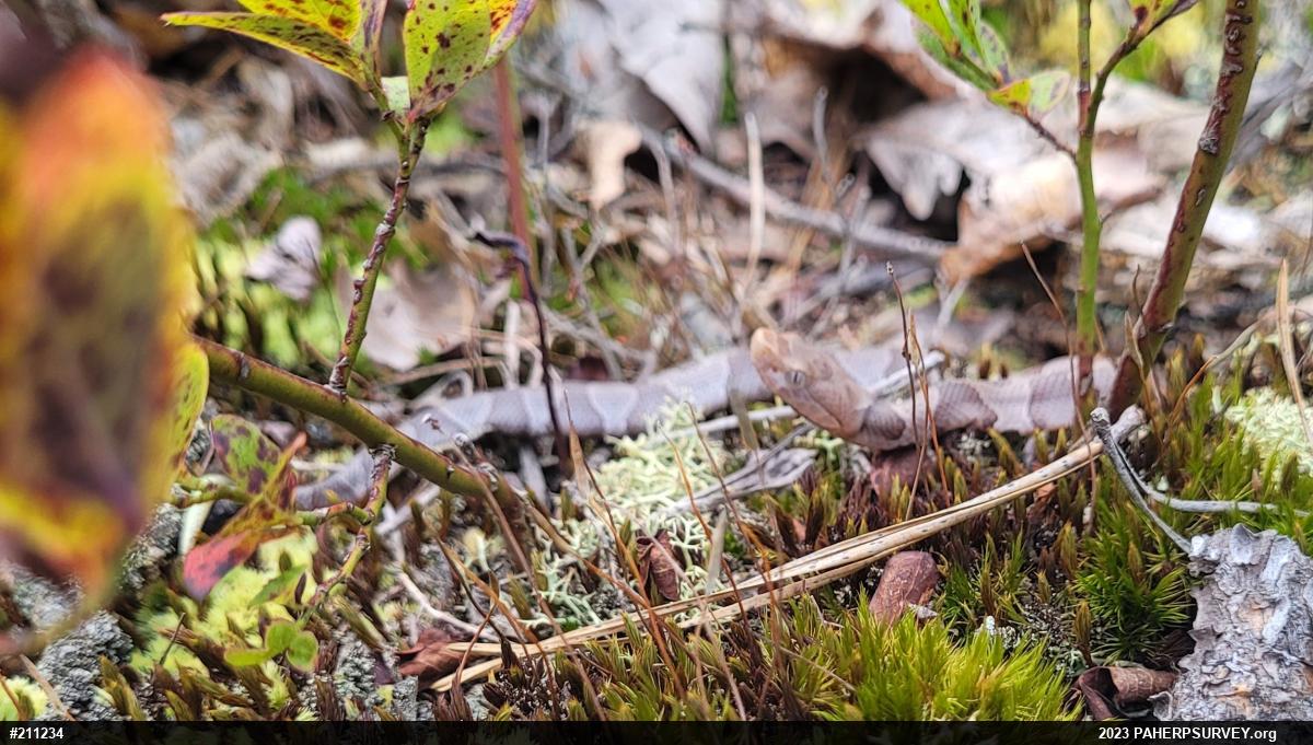 Northern Copperhead