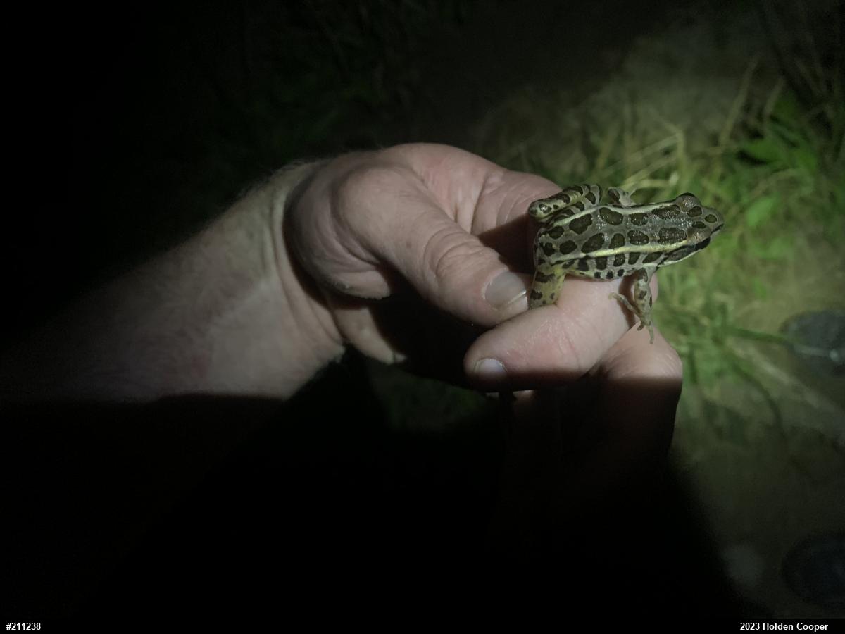 Pickerel Frog