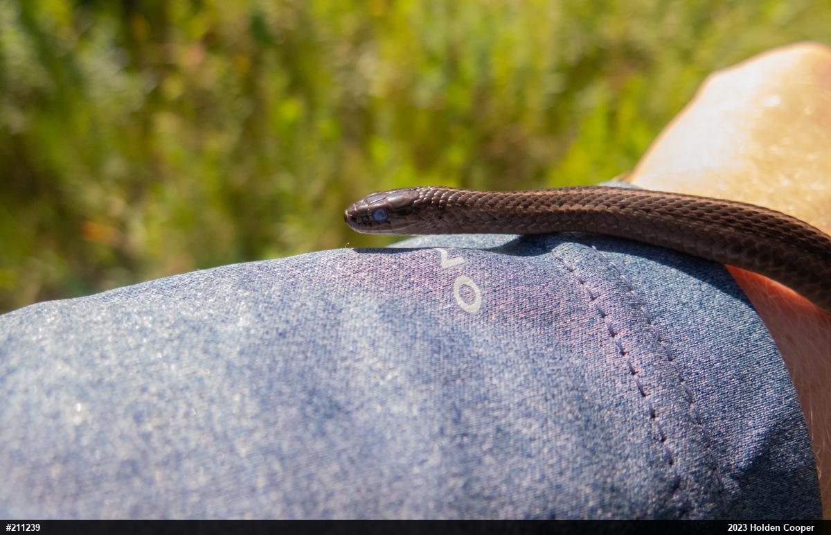 Shorthead Gartersnake