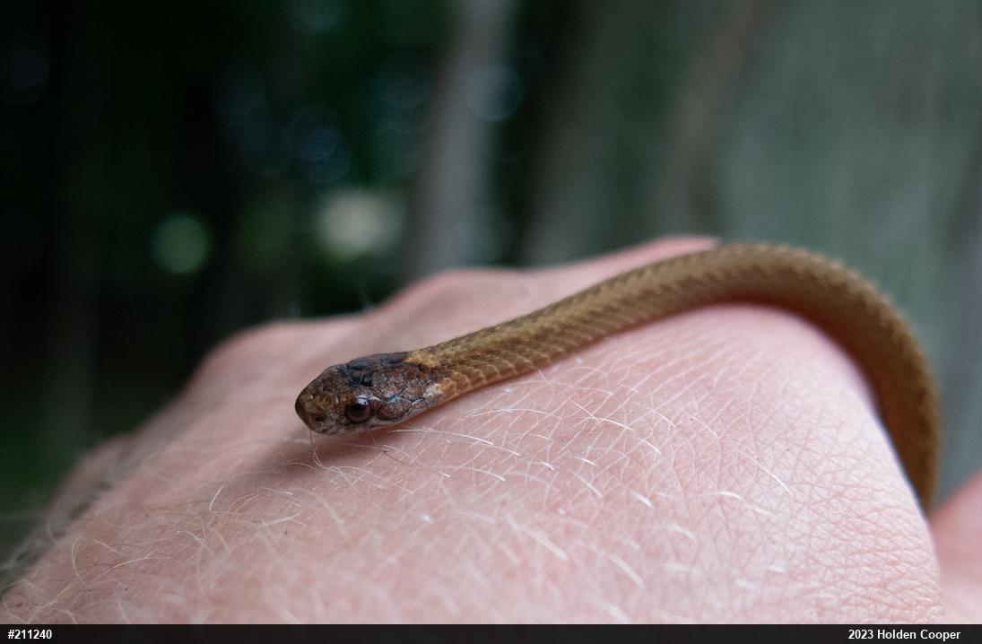 Red-bellied Snake
