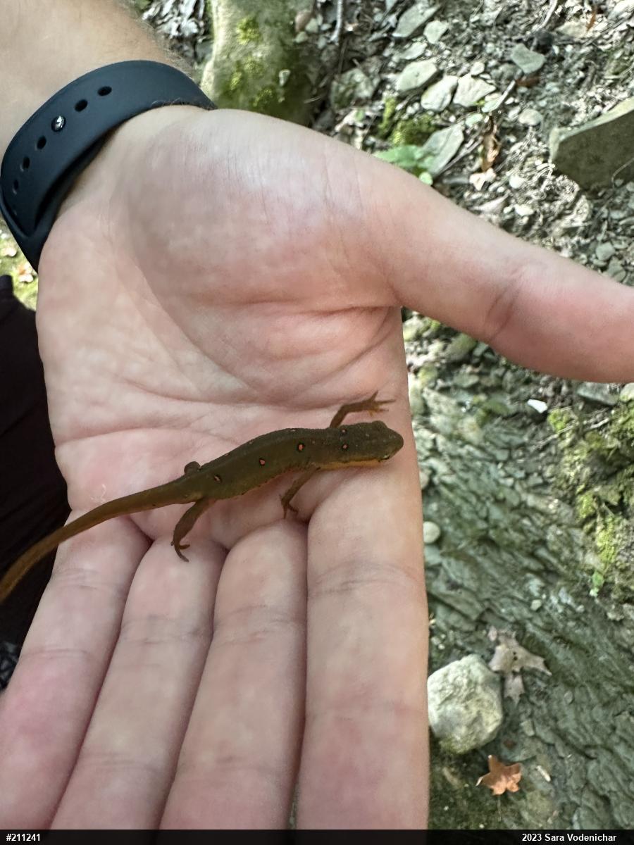 Red-spotted Newt
