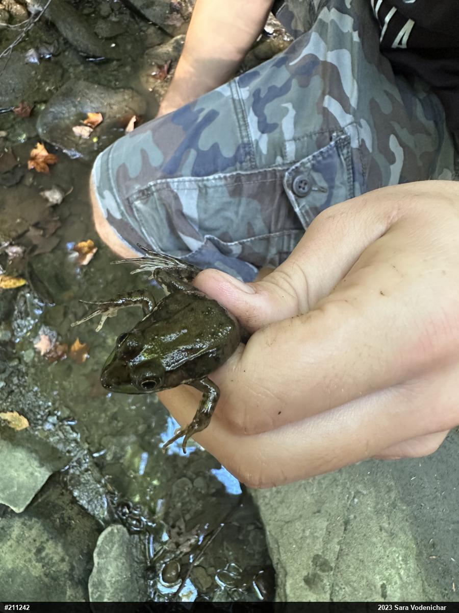 Green Frog