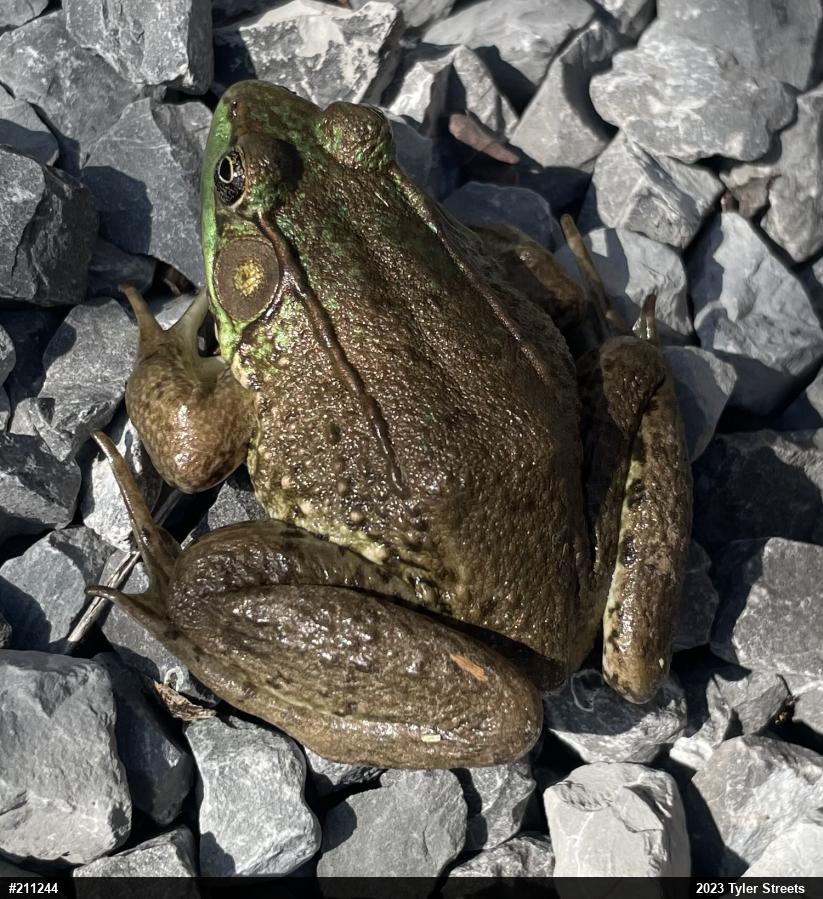 Green Frog