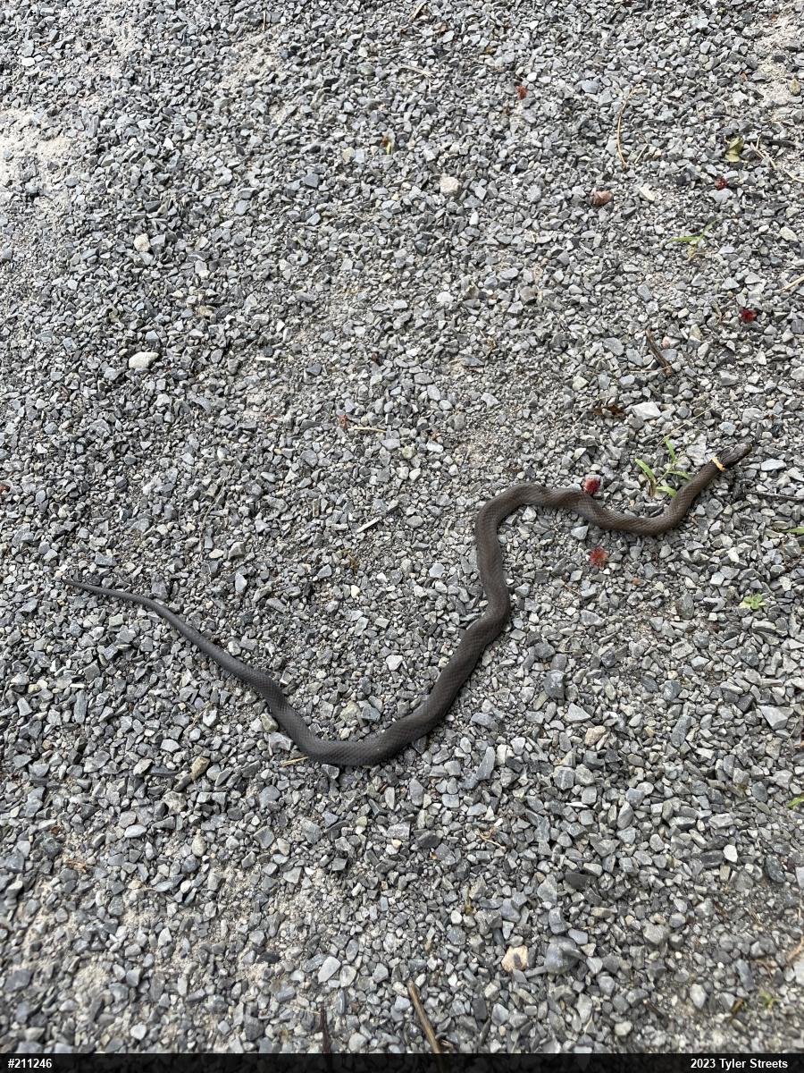 Northern Ring-necked Snake