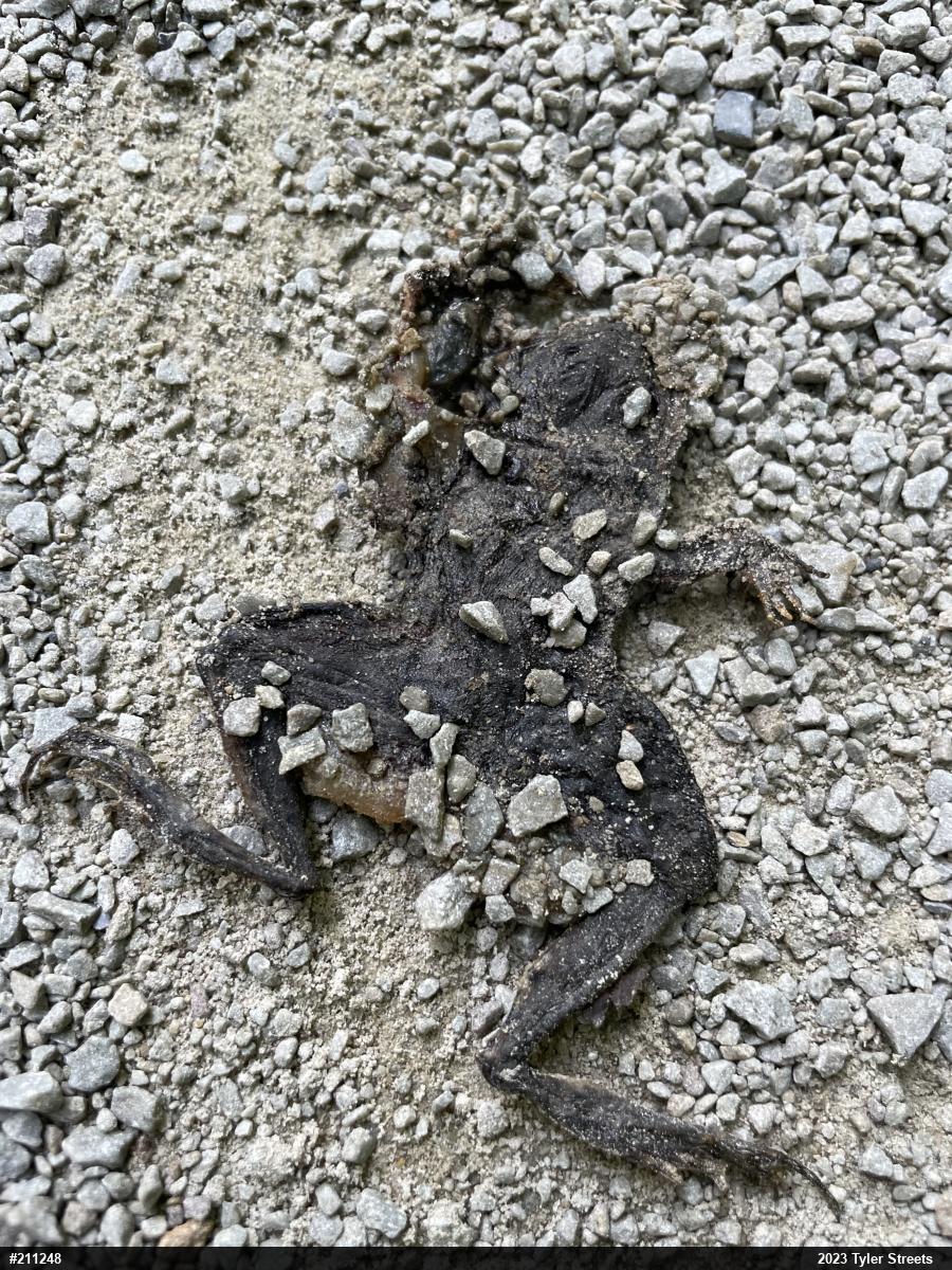 Eastern American Toad