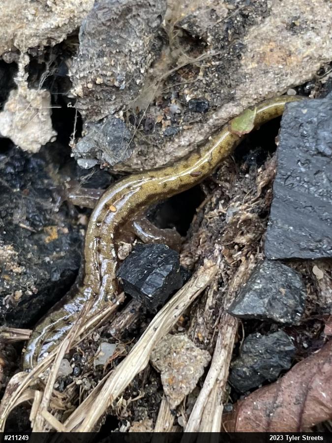 Allegheny Mountain Dusky Salamander