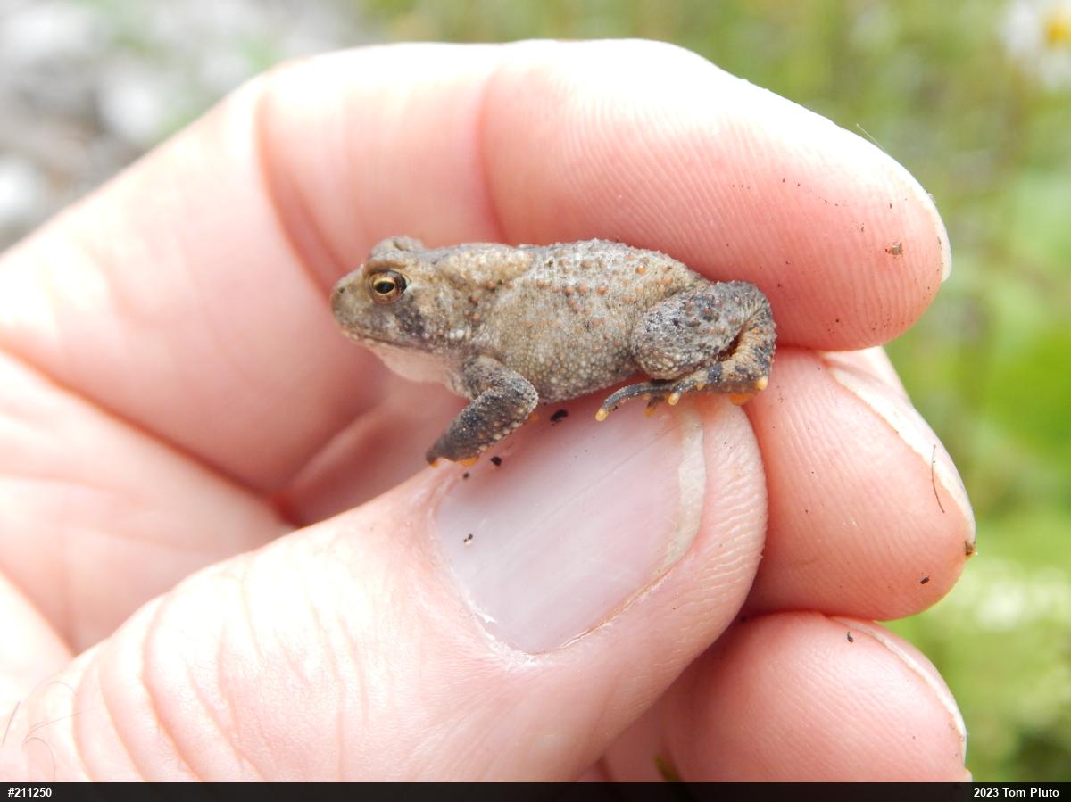 Eastern American Toad