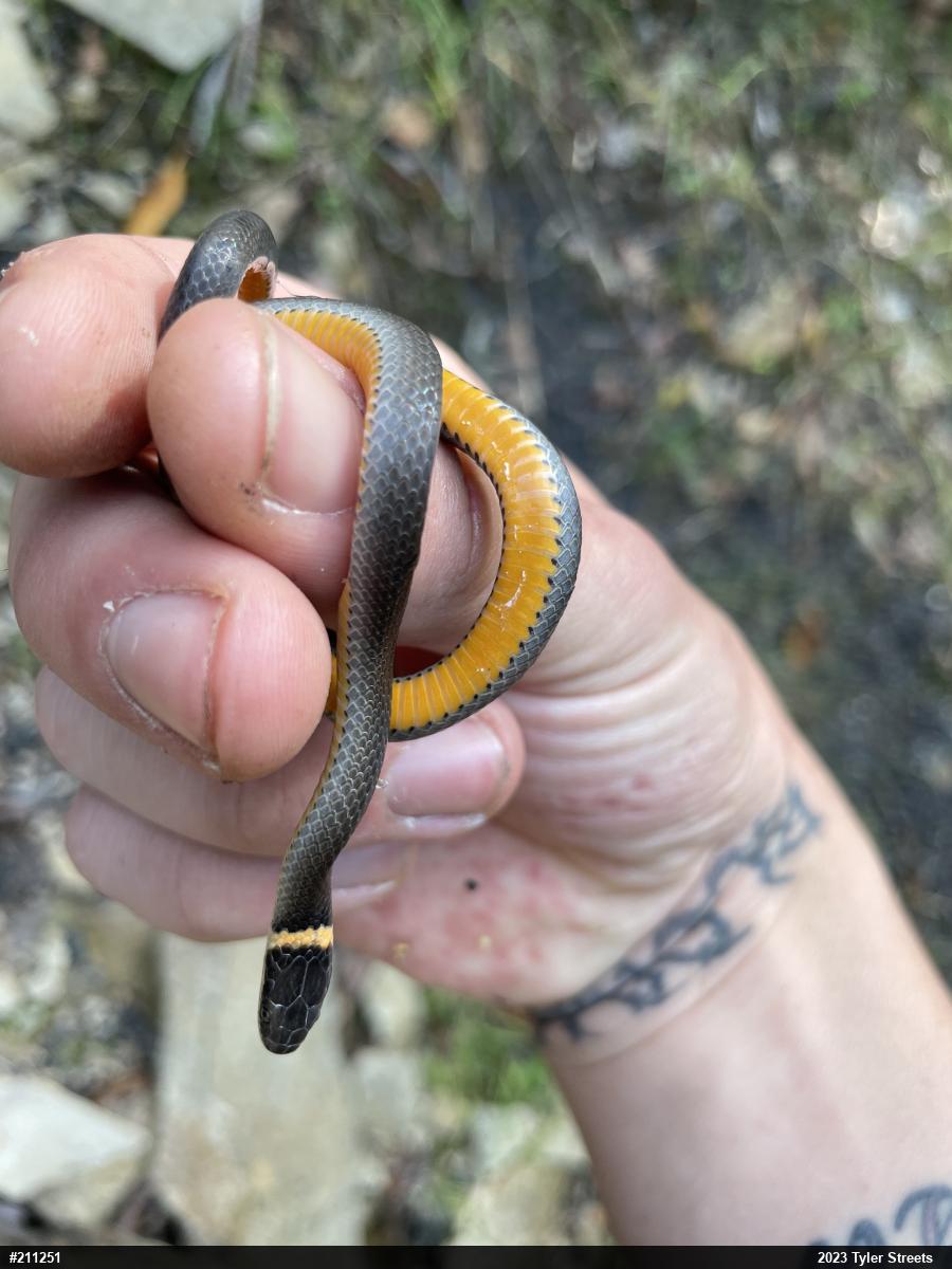 Northern Ring-necked Snake