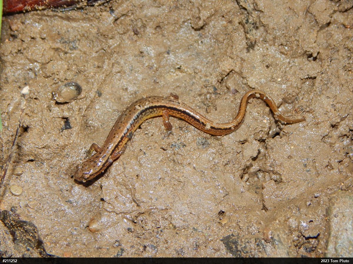 Northern Two-lined Salamander