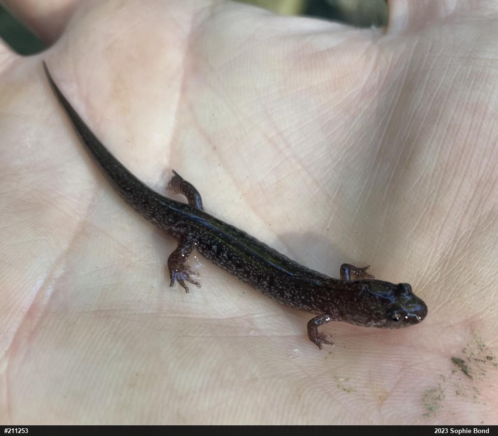 Allegheny Mountain Dusky Salamander