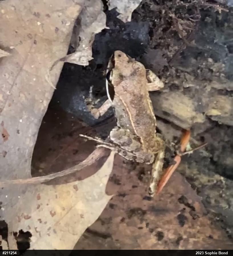 Wood Frog