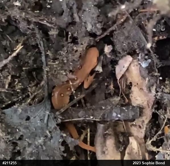 Red-spotted Newt